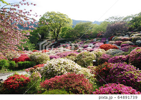 山裾に咲くツツジと八重桜 64891739