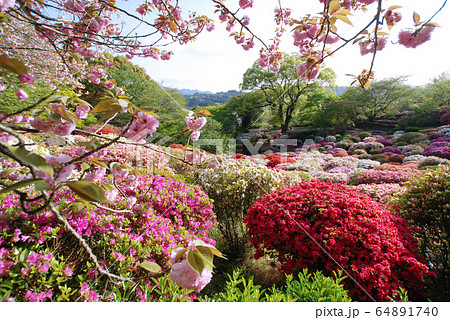 満開のツツジと八重桜 満開のツツジと八重桜 64891740