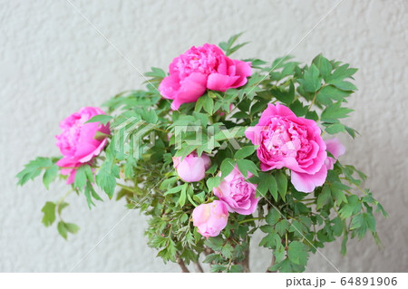 牡丹の花 牡丹の花 64891906