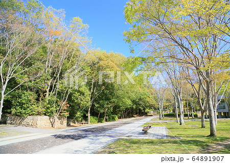 新緑の公園 新緑の公園 64891907