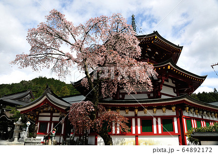 桜咲く摩尼宝塔(高野山) 64892172