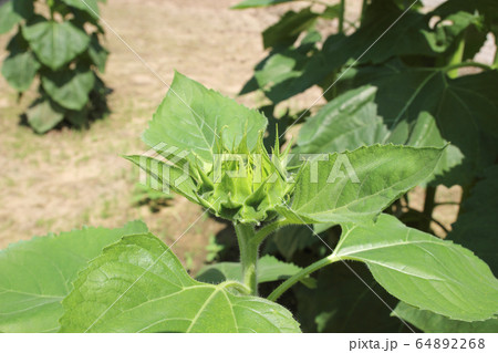 Sunflower young bud blooming in the garden 64892268