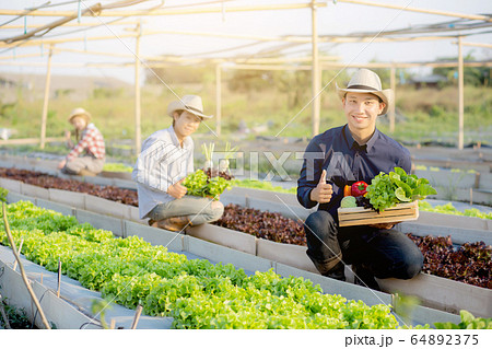 Beautiful young asian two man and one woman picking up fresh organic vegetable with basket together Beautiful young asian two man and one woman picking up fresh organic vegetable with basket together 64892375
