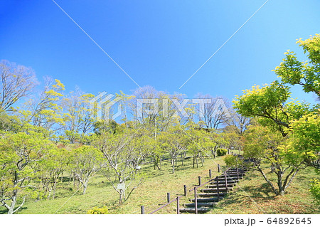新緑の公園 新緑の公園 64892645