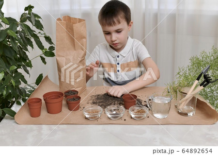 The child is busy planting seeds of micro greens in pots. Collects the earth in a fist from the table. The child is busy planting seeds of micro greens in pots. Collects the earth in a fist from the table. 64892654