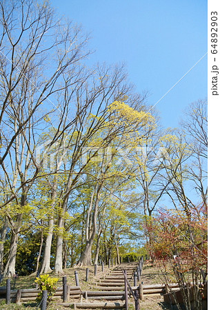 新緑の公園 新緑の公園 64892903