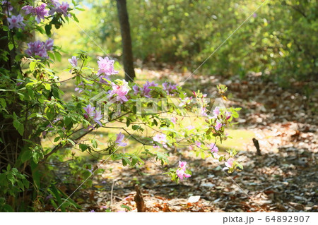 新緑の公園 ツツジの花 新緑の公園 ツツジの花 64892907
