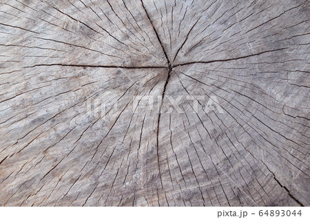 Old wooden tree trunk texture or background Old wooden tree trunk texture or background 64893044