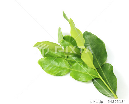 Kaffir lime leaf isolated on white background 64893184
