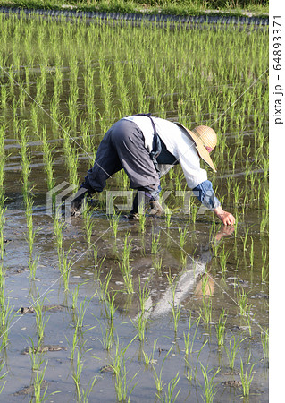 田植えをするお百姓さん 田植えをするお百姓さん 64893371