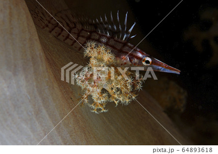 海トサカにいるクダゴンベ 64893618