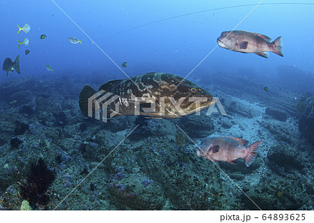 海を泳ぐクエの写真素材 海を泳ぐクエの写真素材