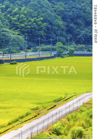 田んぼの風景 京都府舞鶴市由良川周辺 田んぼの風景 京都府舞鶴市由良川周辺 64894481