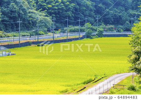 田んぼの風景 京都府舞鶴市由良川周辺 田んぼの風景 京都府舞鶴市由良川周辺 64894483