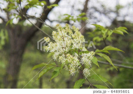 マルバアオダモの花と蕾 マルバアオダモの花と蕾 64895601