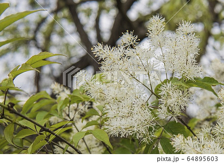 白いマルバアオダモの花の写真素材