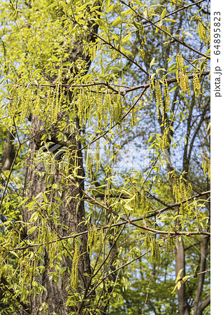 雄花序が垂れ下がるハシバミの木 64895823