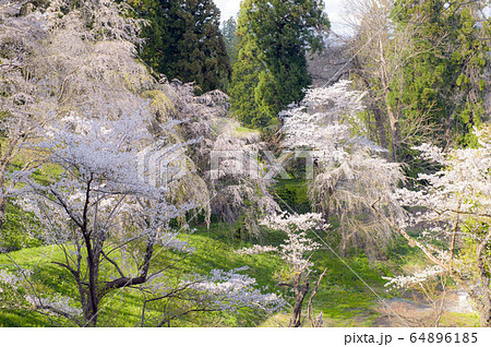 春の日差し ソフトフォーカス 春の日差し ソフトフォーカス 64896185