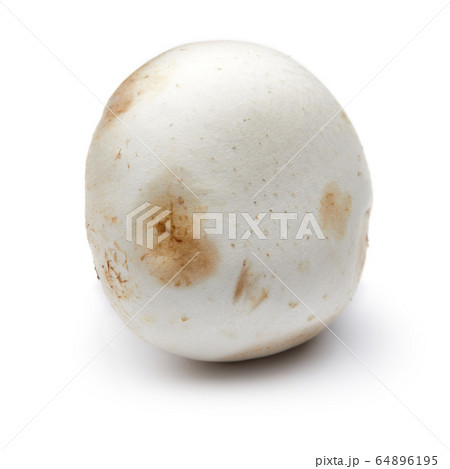 Mushroom Isolated on White Background Mushroom Isolated on White Background 64896195
