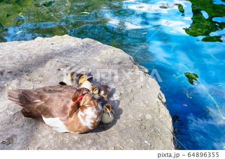Ducks family pond lake Crimea 64896355