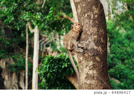 Long tail Macaque Monkey sit on big tree in forest Long tail Macaque Monkey sit on big tree in forest 64896417