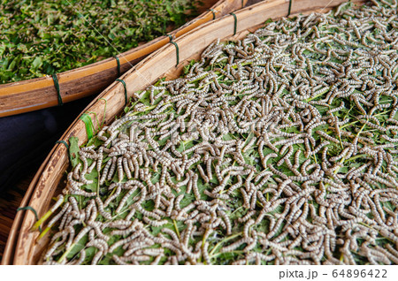 Silkworm eating Mulberry leaves in bamboo tray. Silkworm eating Mulberry leaves in bamboo tray. 64896422