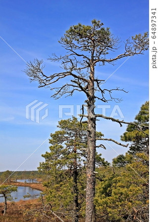 Great Kemeri Bog in Kemeri National Park in Latvia Great Kemeri Bog in Kemeri National Park in Latvia 64897341
