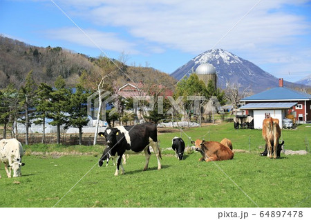 北海道の牧場 64897478