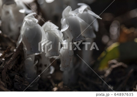 銀竜草 銀竜草 64897635