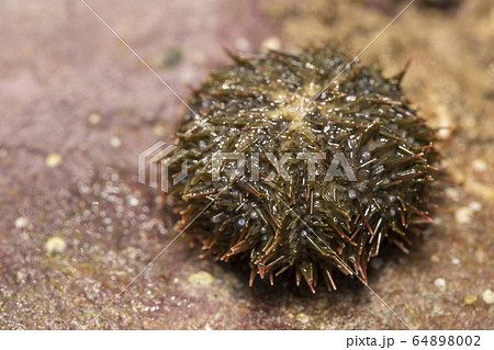 バフンウニ 64898002