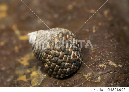 イシダタミ 64898005