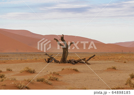 ナミブ ナミビア 砂漠 64898185