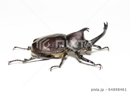 カブトムシ 64898461