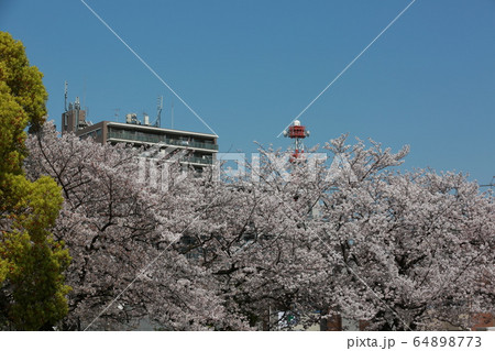 晴れた日に都会の公園で桜を見る 晴れた日に都会の公園で桜を見る 64898773