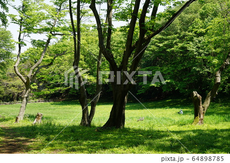 町田市の野津田公園 町田市の野津田公園 64898785