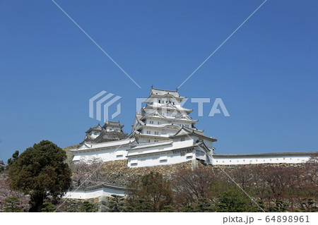 早春の桜と姫路城 早春の桜と姫路城 64898961