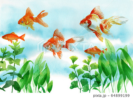 水彩で描いた泳ぐ金魚と水草のイラスト素材