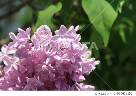 ライラックの花 咲き始めの写真素材