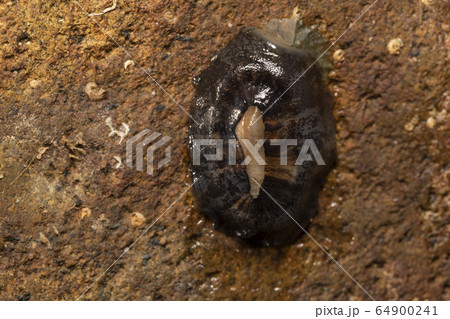 オトメガサ オトメガサ 64900241