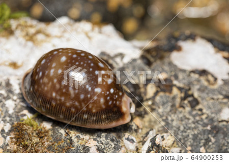 ホシキヌタ ホシキヌタ 64900253