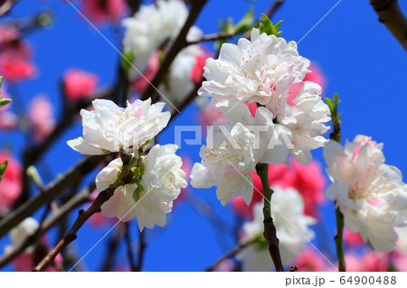 桃の花 桃の花 64900488
