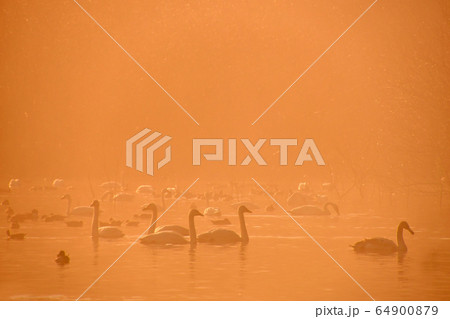 大池白鳥 64900879