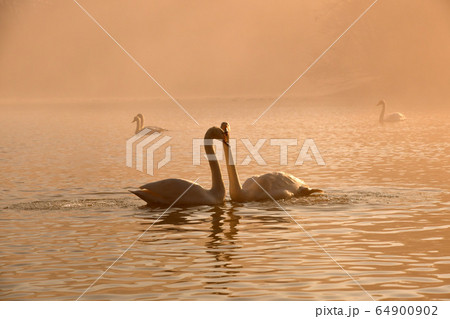 大池白鳥 64900902