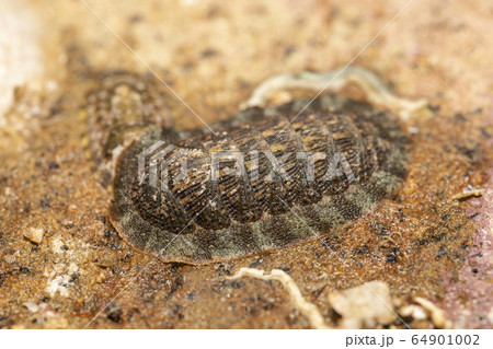 ヤスリヒザラガイ 64901002