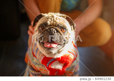 Man stroking pug dog. Dogs and owner indoors, Man stroking pug dog. Dogs and owner indoors, 64901230