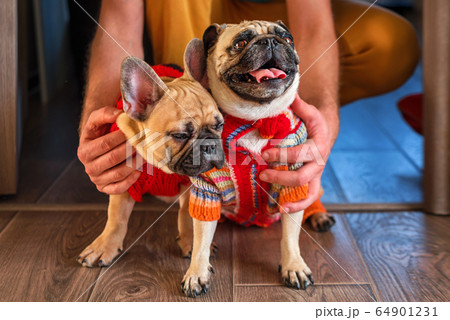 Man holding and stroking his pets pug dog and 64901231