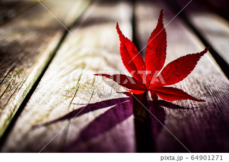 北海道　平岡樹芸センター 64901271