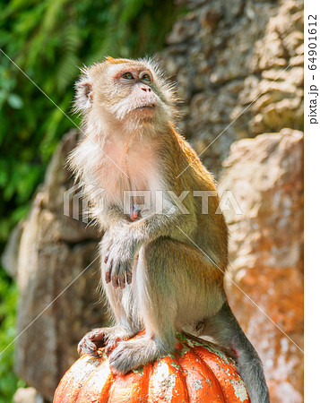 long tailed macaque on a fence long tailed macaque on a fence 64901612