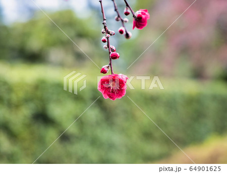 京都城南宮の梅の花 京都城南宮の梅の花 64901625