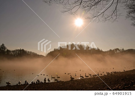 大池白鳥 64901915